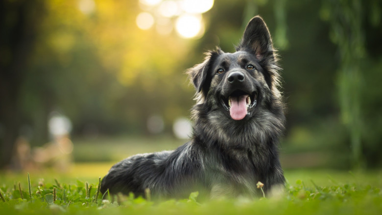 Animal Wound Care Market Size, Share, and Trends Growth 2035
