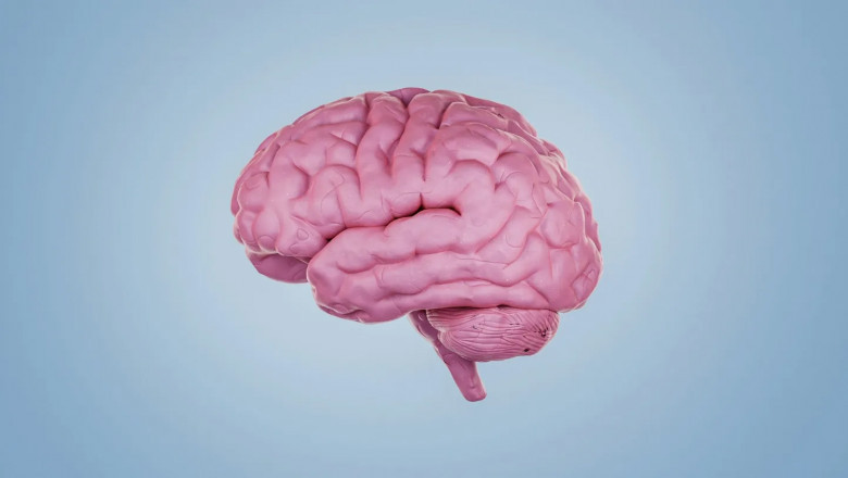 The Science of Gratitude: How It Changes Your Brain
